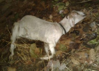 तोलीको केतुकानामा चरिरहेका १० बाख्रा एकाएक मरे