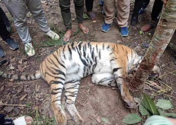 कैलालीमा पाटे बाघ मृत अवस्थामा भेटियो।