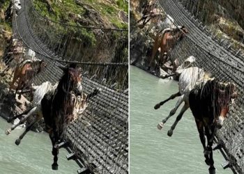 लठ्ठा चुँडिदा कर्णालीको झोलुङ्गे पुलमा फसे १४ खच्चर