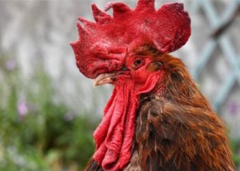 फ्रान्समा मुद्दा खेपेर चर्चा कमाएको एक कुखुराको भाले