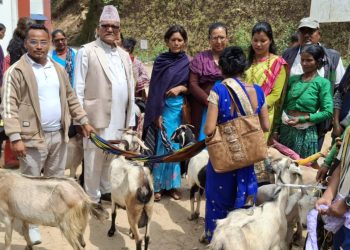 मंगलसेन नगरपालिकाद्वारा एकल महिलाहरूलाई बाख्रा वितरण