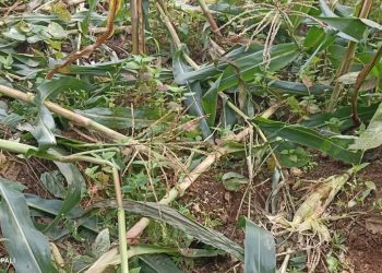 कमलबजार ९ मा बँदेलले मकै खान थालेपछि किसान चिन्तित